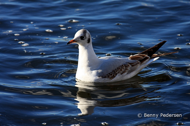 Hattemage vinter1.jpg - Hættemåge vinter (Chroicocephalus ridibundus)